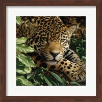 Framed Jaguar - At Rest