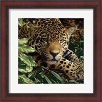 Framed Jaguar - At Rest