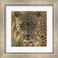 Framed Leopard - On the Prowl - Square