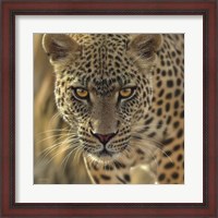 Framed Leopard - On the Prowl - Square