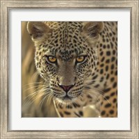 Framed Leopard - On the Prowl - Square