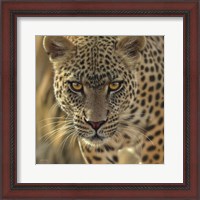 Framed Leopard - On the Prowl - Square