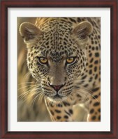 Framed Leopard - On the Prowl