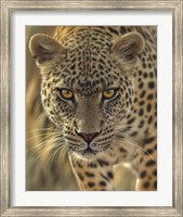 Framed Leopard - On the Prowl