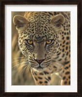 Framed Leopard - On the Prowl