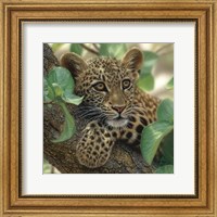 Framed Leopard Cub - Tree Hugger