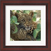 Framed Leopard Cub - Tree Hugger