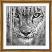 Framed Snow Leopard - Blue Ice - B&W