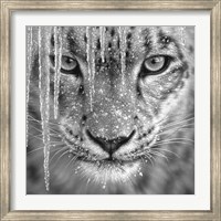 Framed Snow Leopard - Blue Ice - B&W