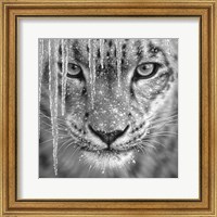 Framed Snow Leopard - Blue Ice - B&W