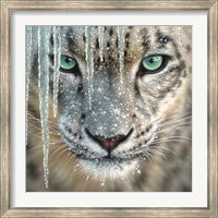 Framed Snow Leopard - Blue Ice