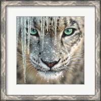 Framed Snow Leopard - Blue Ice
