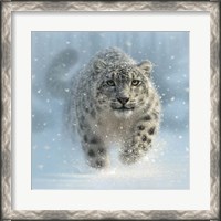 Framed Snow Leopard - Snow Ghost