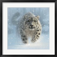 Framed Snow Leopard - Snow Ghost