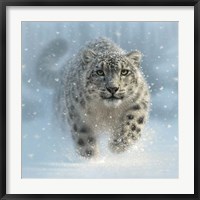 Framed Snow Leopard - Snow Ghost