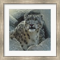 Framed Snow Leopard - The Fortress