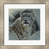Framed Snow Leopard - The Fortress