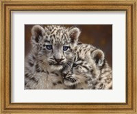Framed Snow Leopard Cubs - Playmates - Horizontal