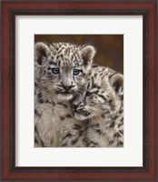 Framed Snow Leopard Cubs - Playmates