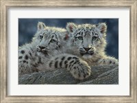 Framed Snow Leopard Cubs