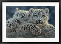Framed Snow Leopard Cubs