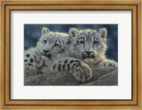 Framed Snow Leopard Cubs