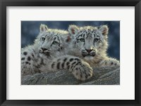 Framed Snow Leopard Cubs