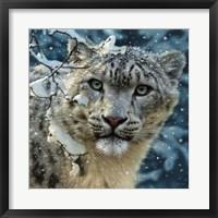 Framed Snow Leopard