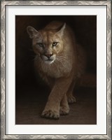 Framed Cougar - Emergence