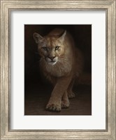 Framed Cougar - Emergence