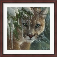 Framed Cougar - Frozen