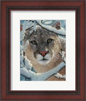 Framed Cougar - Silent Encounter