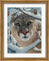 Framed Cougar - Silent Encounter