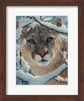 Framed Cougar - Silent Encounter