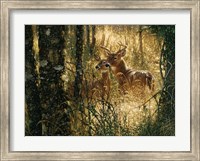 Framed Whitetail Deer - A Golden Moment - Horizontal