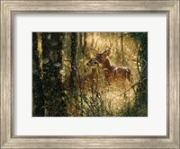 Framed Whitetail Deer - A Golden Moment - Horizontal