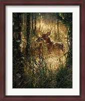 Framed Whitetail Deer - A Golden Moment