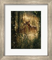 Framed Whitetail Deer - A Golden Moment