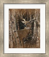 Framed Whitetail Deer - Birchwood Buck