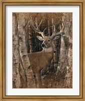 Framed Whitetail Deer - Birchwood Buck