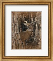 Framed Whitetail Deer - Birchwood Buck