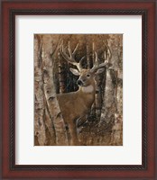 Framed Whitetail Deer - Birchwood Buck