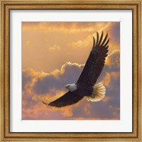 Framed Soaring Spirit