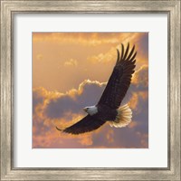 Framed Soaring Spirit