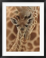 Framed Newborn Giraffe