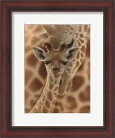 Framed Newborn Giraffe