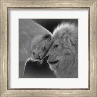 Framed White Lion Love - B&W