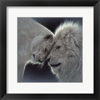 Framed White Lion Love