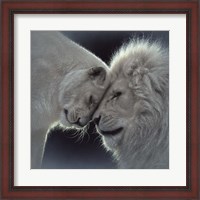 Framed White Lion Love