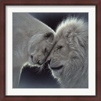 Framed White Lion Love